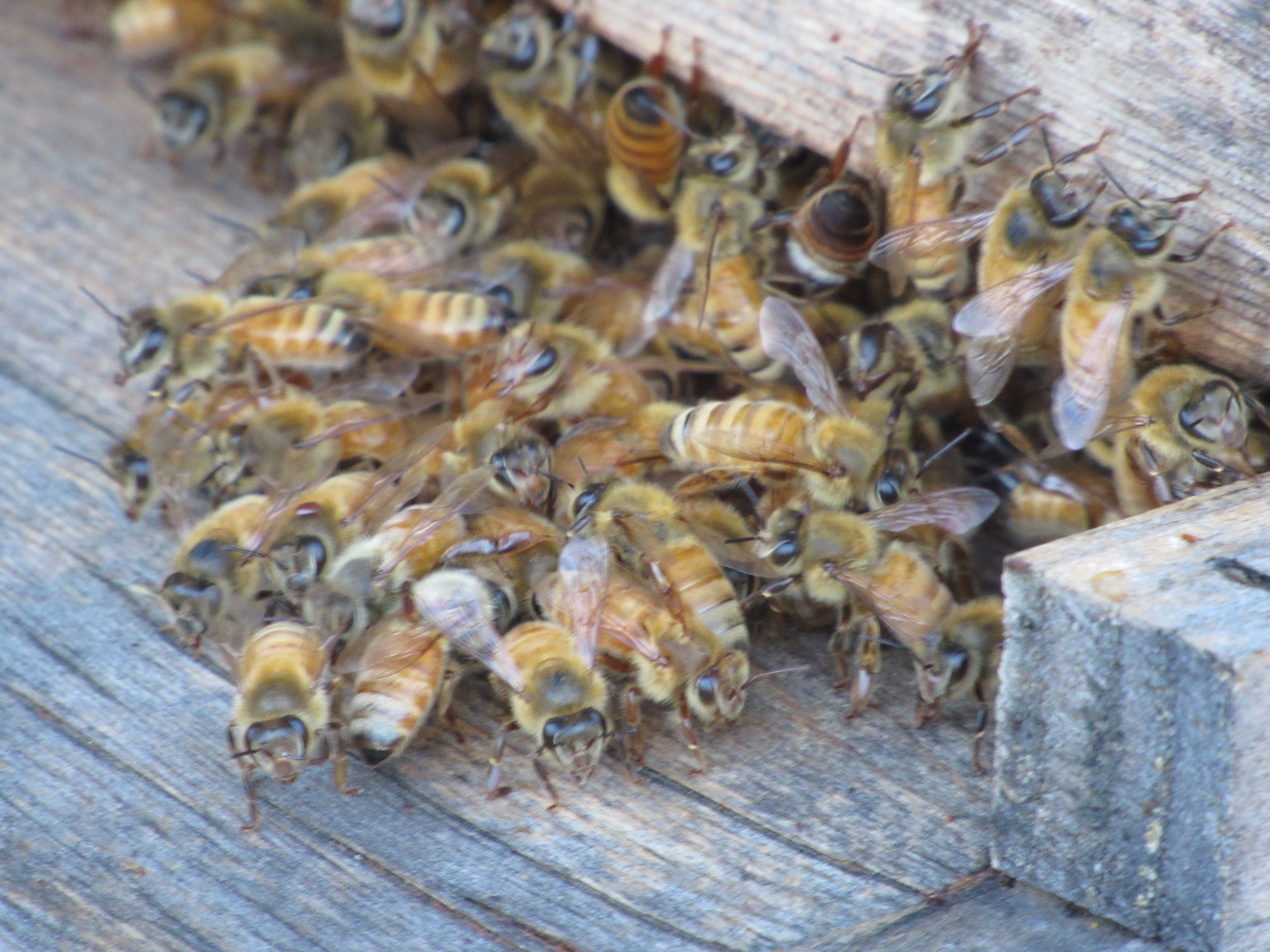 Worker Bees | Kelly Bulkeley